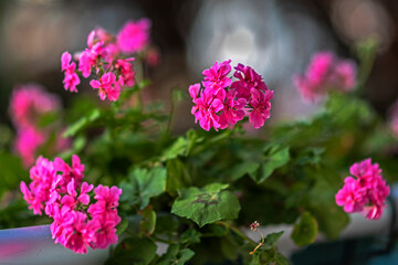 pink flowers in the garden