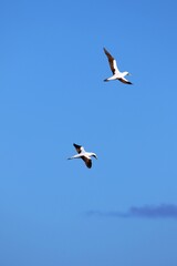 Albatrosse über der Karibik