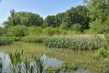 L'une des marres dans les marrais de Ganshoren dans la vallée du Molenbeek à l'ouest de Bruxelles