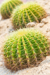 Cactus Echinocactus grusonii (spherical) with a golden yellow spike. Growing on the sand