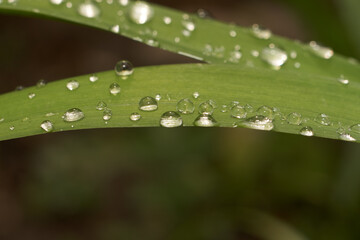 krople deszczu na liściach