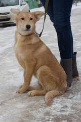 beige stray dog sitting on the ground with a collar