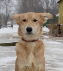 beige stray dog sitting on the ground with a collar