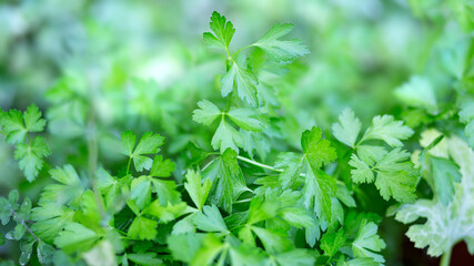 Parsley background, Detail of aromatic herbs