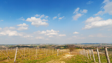 Fototapeta na wymiar Vineyards in spring. North Italy