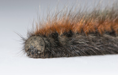 Teil einer behaarten Raupe im Detail