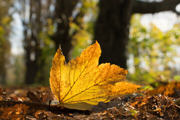 goldenes Herbstblatt auf dem Waldboden mit Bäumen im Hintergrund