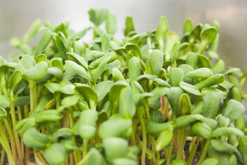 Row of sunflower microgreen sprouts with shallow depth of field