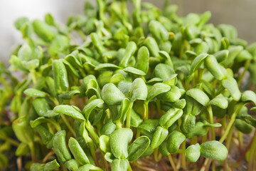 sunflower microgreen sprouts with shallow depth of field