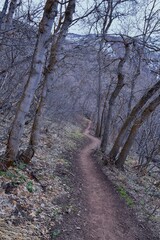 Fototapeta premium Grandeur Peak hiking trail loop views spring back around Bonneville Shoreline Pipe Line Overlook Rattlesnake Gulch trail, Wasatch Front Rocky Mountains, by Salt Lake City, Utah. United States. USA