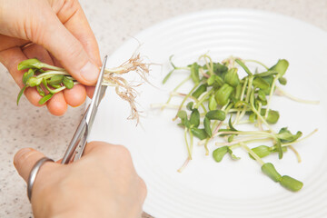 Hands cutting sunflower microgreen roots with selective focus