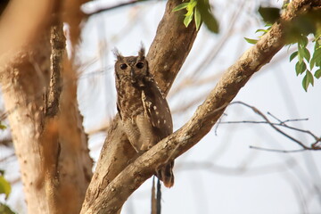 african owl on a tree