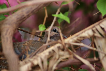 pigeon chick in the nest