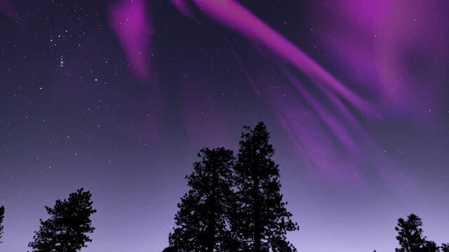 Aurora Borealis Purple Loop over Pine Trees Purple Sky Northern Lights