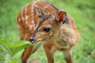 close up of a antelope