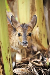 antelope portrait