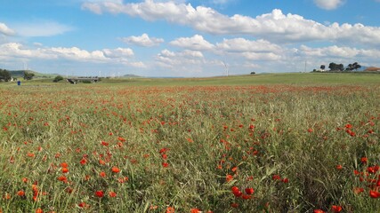 Un campo fiorito
