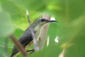 bird on a tree