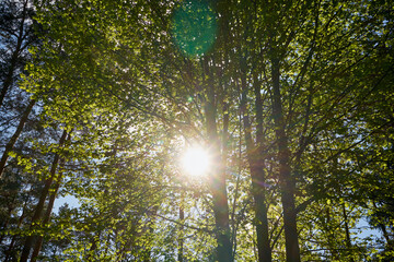 Obraz premium drzewa, wiosna 