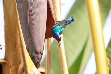 sunbird on a banana bud