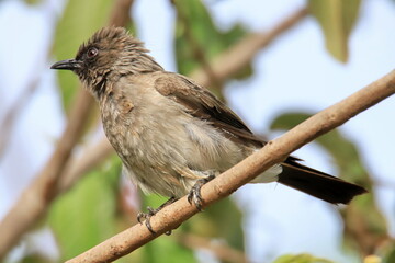 bird on branch