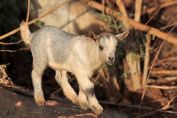 Fototapeta premium goat in the forest