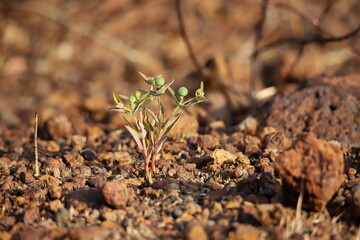 young tropical plant growing in the ground