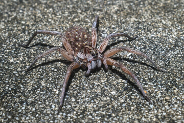 Female Hogna carolinensis, commonly known as the Carolina wolf spider on road with babies on her...
