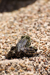A frog sits on the edge of a garden pond in spring