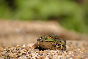 A frog sits on the edge of a garden pond in spring