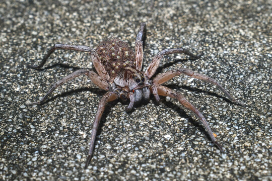 Female Hogna carolinensis, commonly known as the Carolina wolf spider on road with babies on her back or abdomen - legs spread missing front leg - Dunnellon Florida