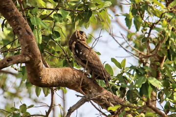 Fototapeta na wymiar owl on tree