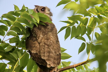 owl on a branch