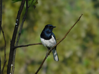 black capped kingfisher