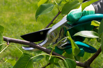 Summer pruning of trees to form a crown and stimulate fruiting. Farmer holds a garden pruner  and...