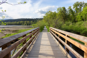 View of a Wooden Path across a swamp in Shoreline Trail, Port Moody, Greater Vancouver, British Columbia, Canada. Trail in a Modern City during a Sunny Evening.
