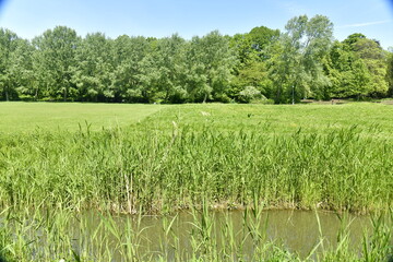 Le ruisseau Molembeek traversant la prairie principale du parc Roi Baudoin à Jette
