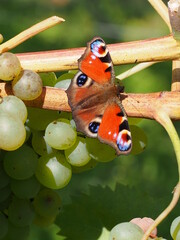 European peacock or peacock butterfly, Aglais io, Mecklenburg, Germany
