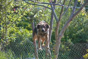 the dog climbed the fence. the dog runs away from the owner