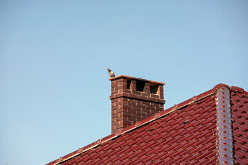 pigeon on the new chimney