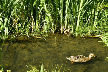 Le Maelbeek entre les roseaux au parc Roi Baudoin à Jette 