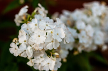 tree blossom