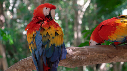 nature parrot macaw North America