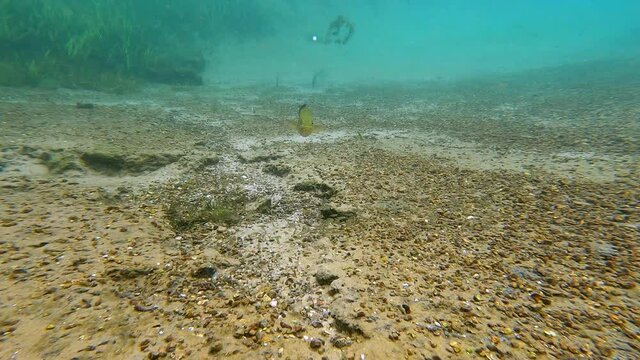 A Largemouth Bass watches over its brood of recently hatched spawn in Florida's Rainbow River. 