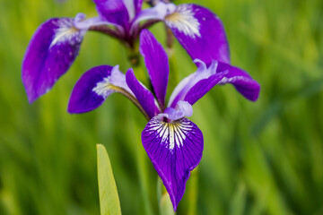 Colored flowered irises in the grass