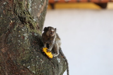 Macaco na árvore