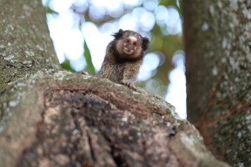 Macaco na árvore