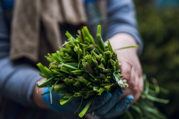 Farmer hands with freshly harvested green onion on the farm field. Selective focus. Shallow depth...