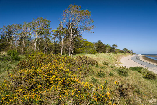 Ginster an der K&uuml;ste von F&ouml;hr wolkenlos