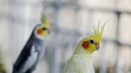 Cockatiels - domestic bird - gray with yellow or all yellow